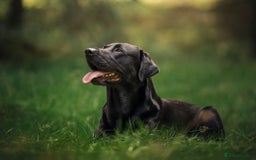 Labrador Retriever dogs for stud: Amazing family/ gun dog . Proven .  in Bath - Image 6