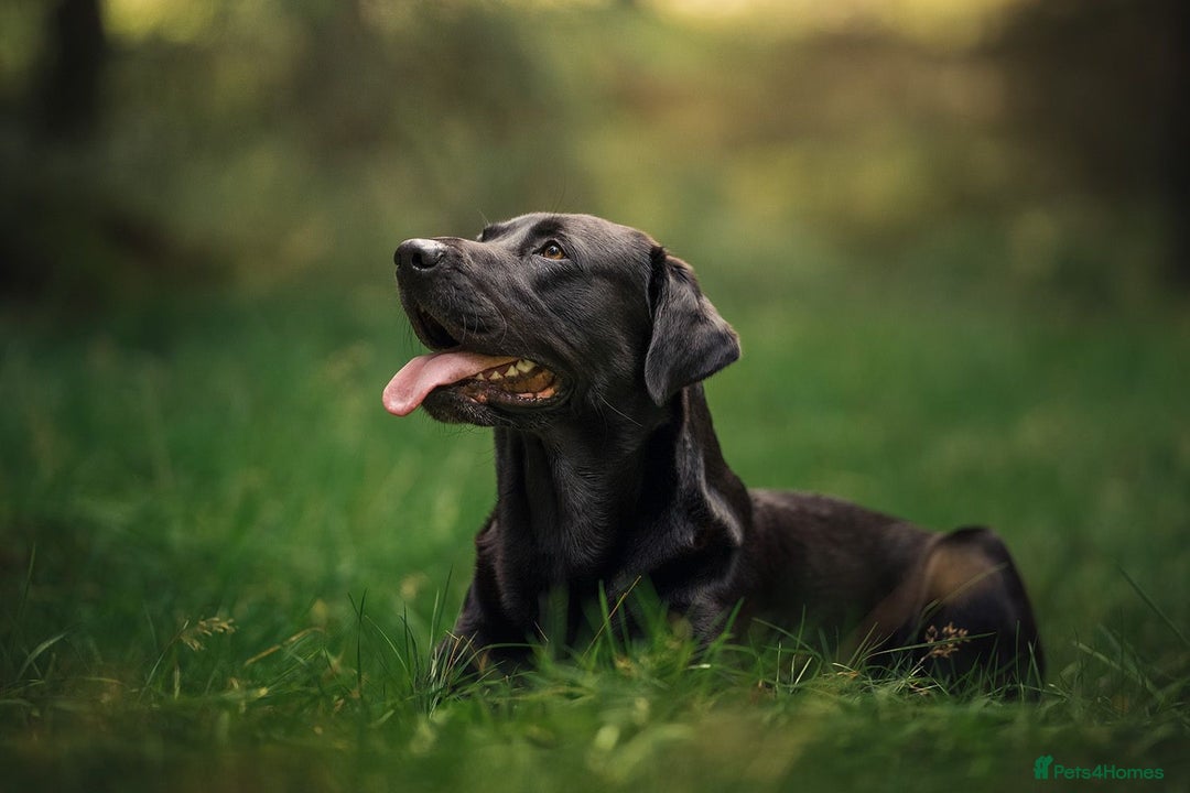 Labrador Retriever dogs for stud: Amazing family/ gun dog . Proven .  in Bath - Image 6