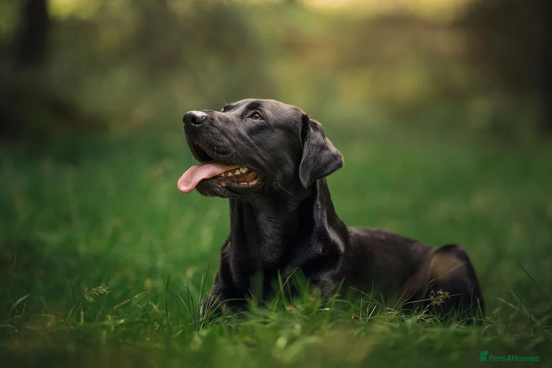 Labrador Retriever dogs for stud: Amazing family/ gun dog . Proven .  in Bath - Advert 6