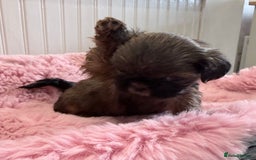 Shih Tzu dogs for sale: 3 Beautiful Shih Tzu girls left 🐶⭐️ - Advert 15