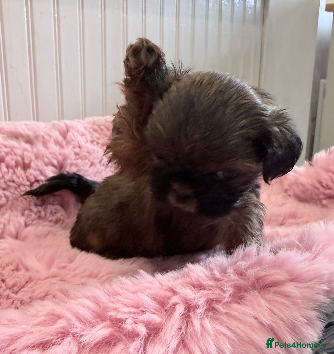 Shih Tzu dogs for sale: 3 Beautiful Shih Tzu girls left 🐶⭐️ - Advert 15