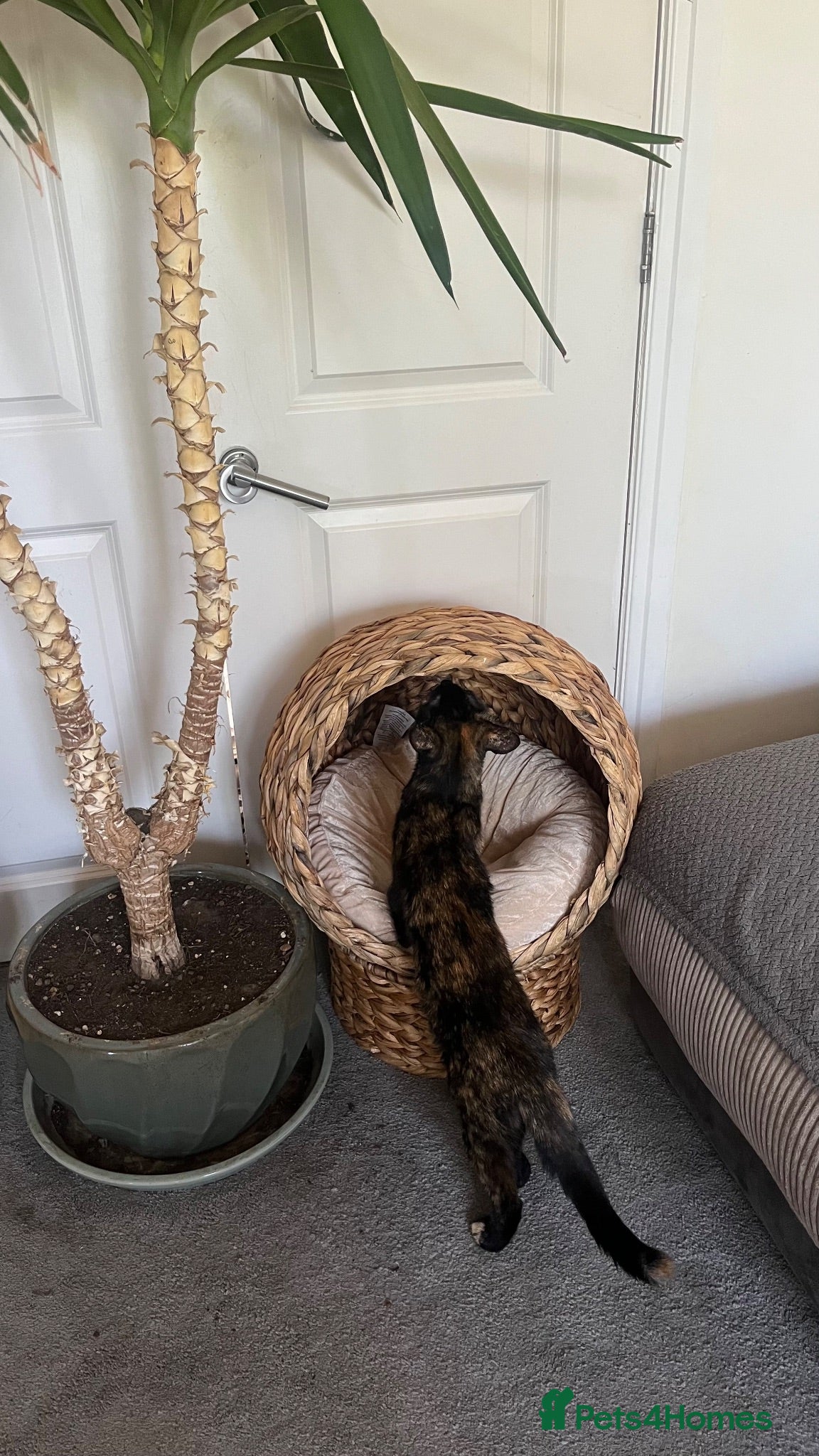 Mixed Breed cats Black femaleKitten left  - Advert 8