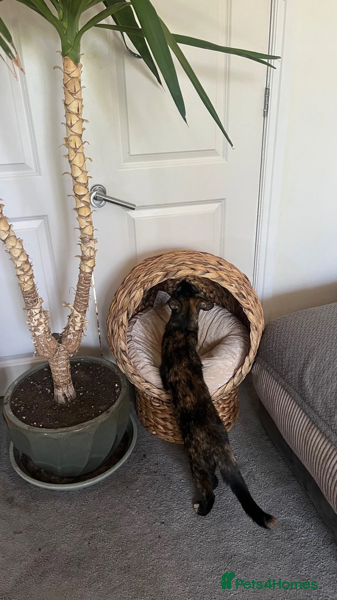 Mixed Breed cats for sale: Black femaleKitten left  - Advert 1