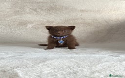 Pomsky dogs for sale: Adorable small f3 Pomsky puppies for sale  - Image 1