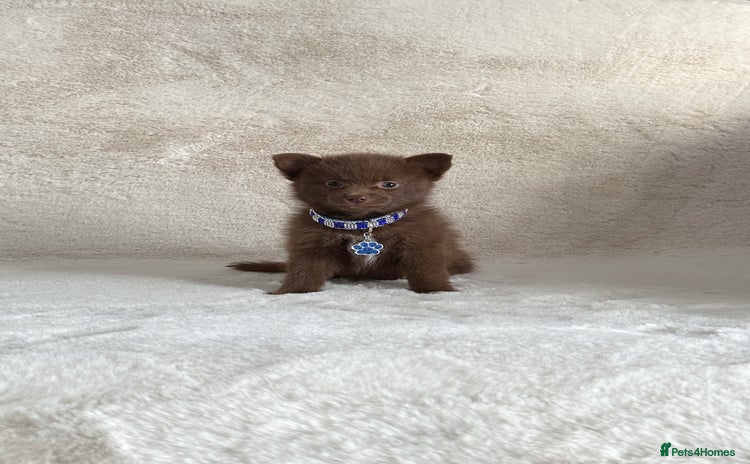 Pomsky dogs - Advert 2