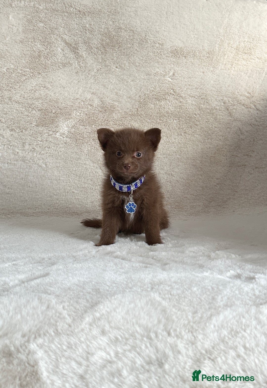 Pomsky dogs for sale: Adorable small f3 Pomsky puppies for sale  - Image 1