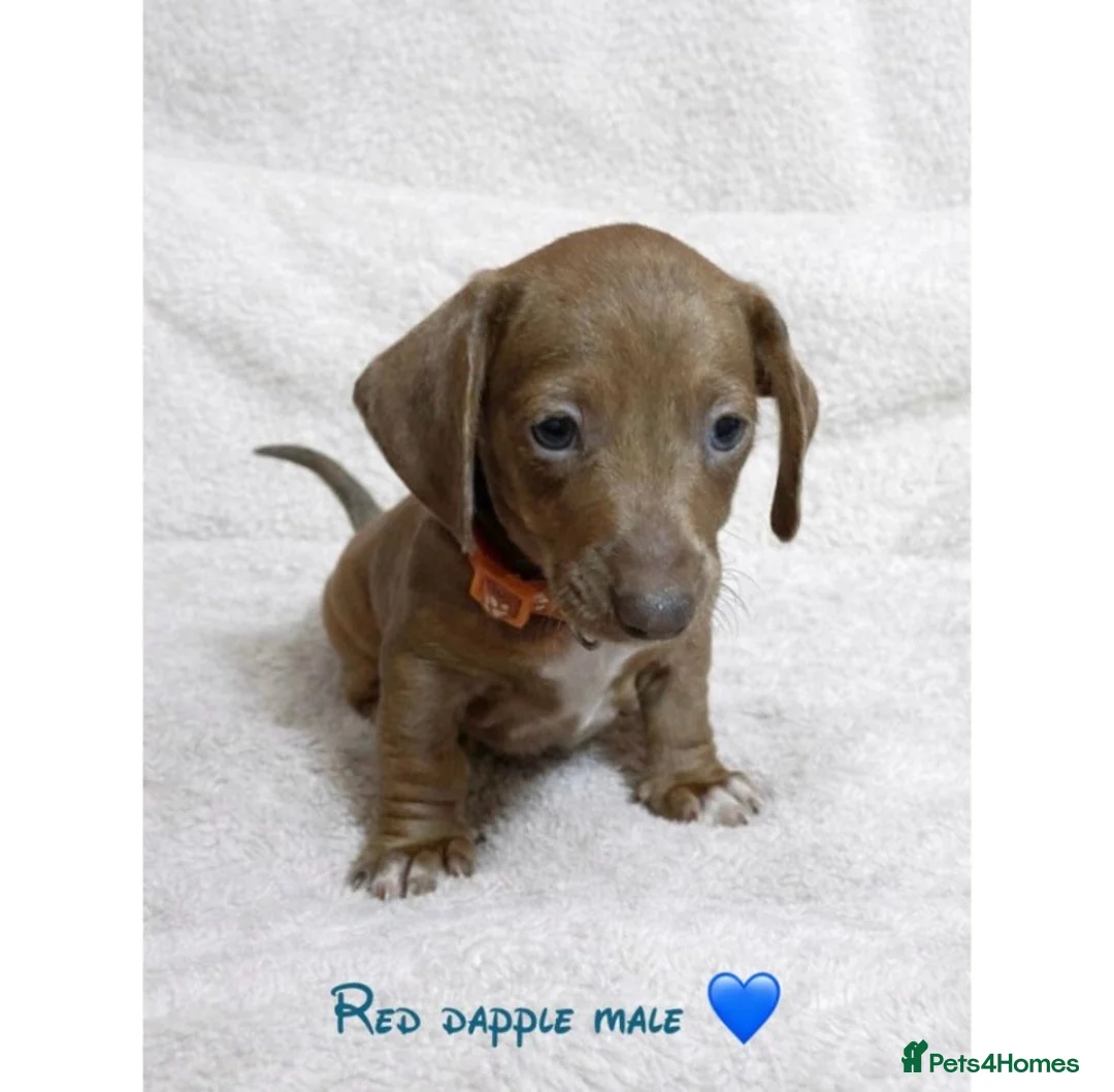 Dachshund dogs for sale: Miniature dachshund puppies - Advert 4