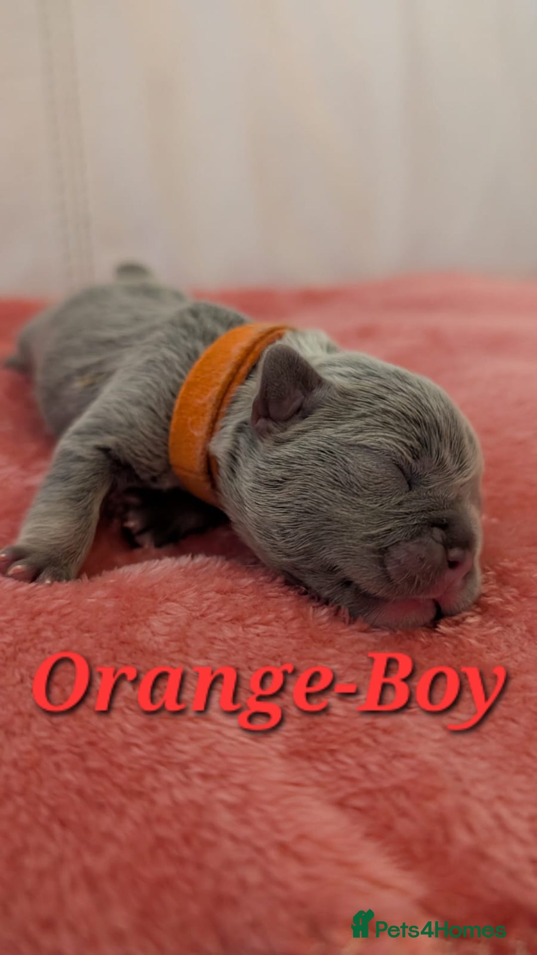 French Bulldog dogs for sale: French Bulldog puppies - Advert 6