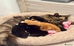 Mixed Breed cats for sale: Four beautiful mixed breed kittens - Image 3