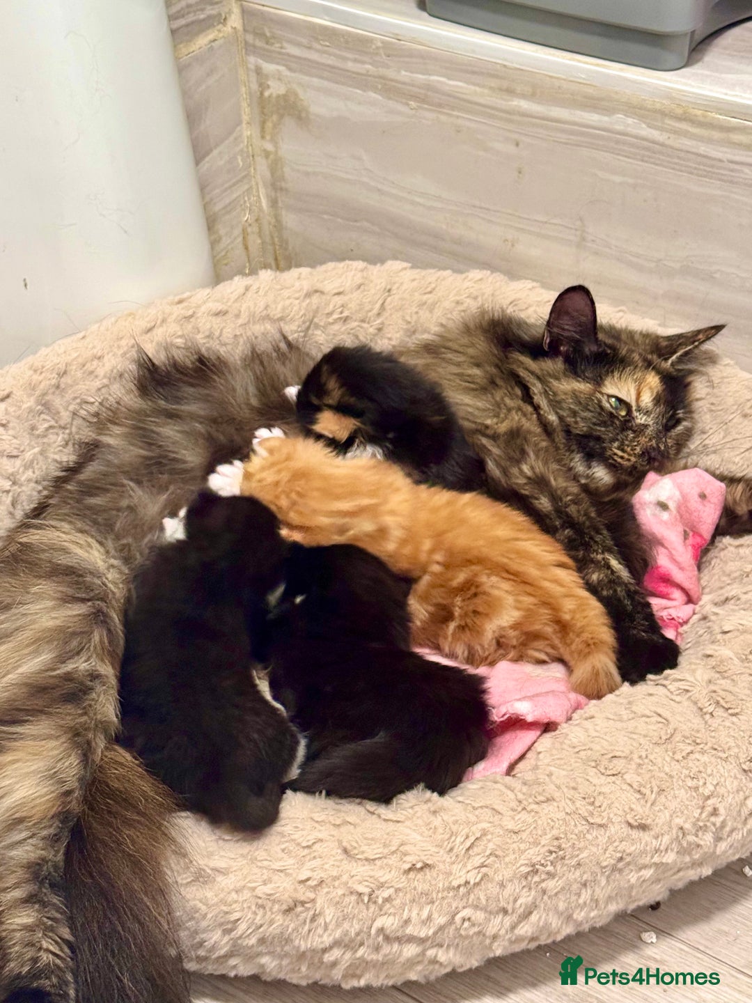 Mixed Breed cats for sale: Four beautiful mixed breed kittens - Image 3