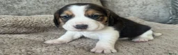 Beagle dogs for sale: TRUE SHOW TYPE KC REGISTERED BEAGLES - Advert 37