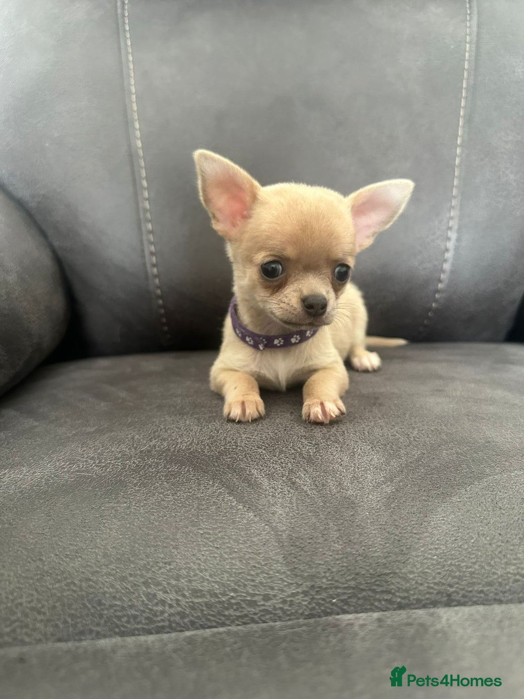 Chihuahua dogs for sale: Chihuahua for sale  - Image 12