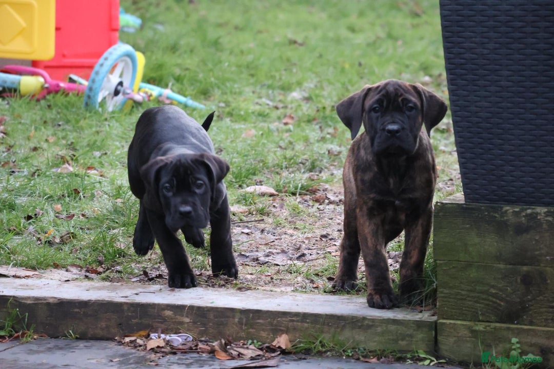 Presa Canario dogs for sale: Presa Canario Puppies (Recognised Breeder) - Advert 1