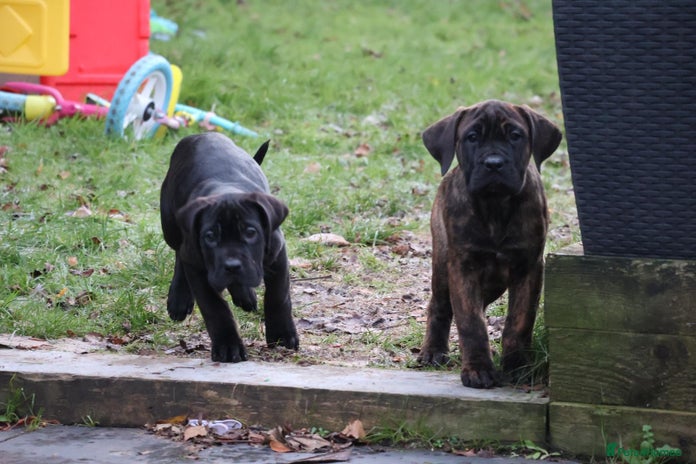 Presa Canario dogs Presa Canario Puppies (Recognised Breeder) - Advert 1