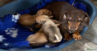 Chiweenie dogs - Advert 8