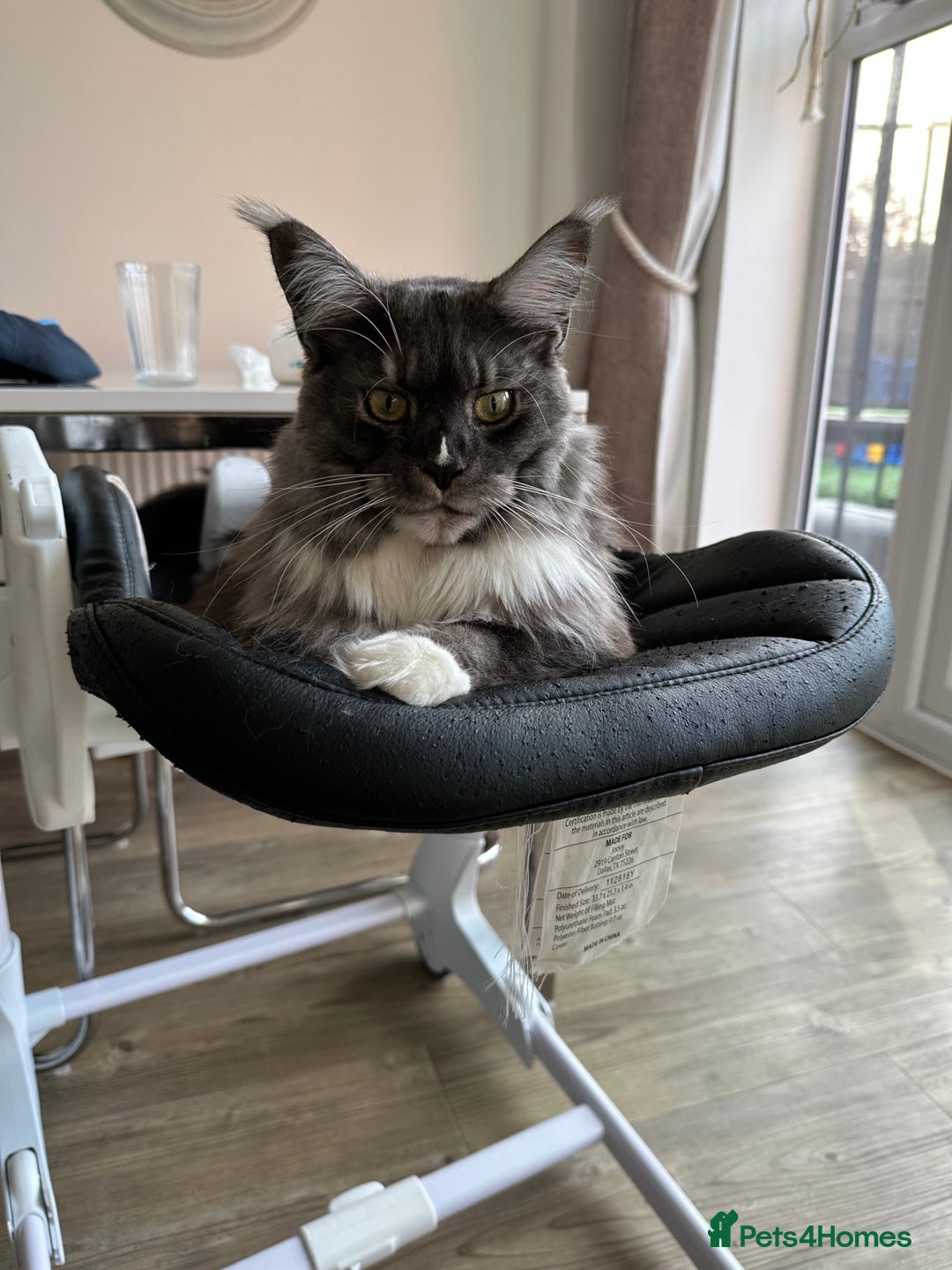 Maine Coon cats for sale: 1 1/2 year old Maine coon - Advert 4