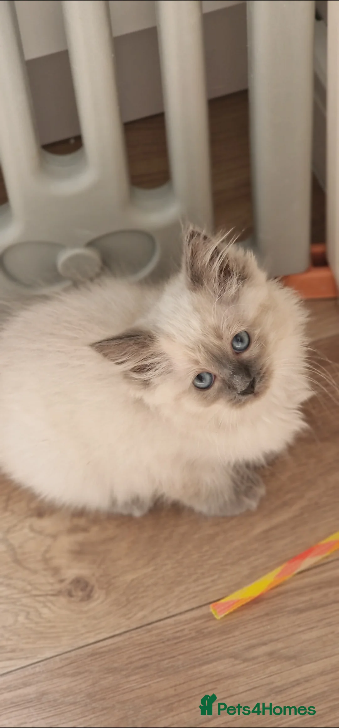 Ragdoll cats for sale: Ready Now Bluepoint Ragdoll Kittens - Advert 1