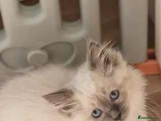 Ragdoll cats Ready Now Bluepoint Ragdoll Kittens - Advert 1