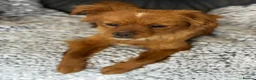 Mixed Breed dogs for adoption: Pretty Polly looking for love - Advert 12