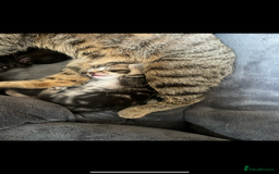 Domestic Shorthair cats for sale: 3 Beautiful kittens  - Image 10