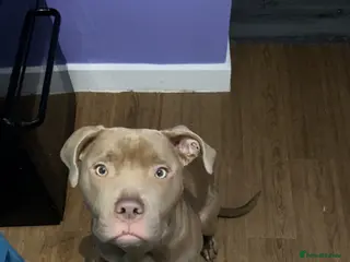 Mixed Breed dogs American staff cross - Advert 17