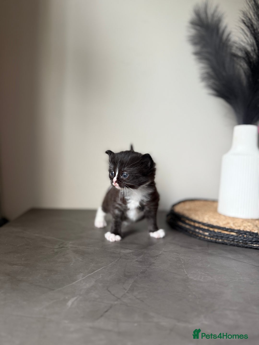 Ragdoll cats for sale: Ragdoll x kitten - Female 🐾🩷 REDUCED  - Image 9