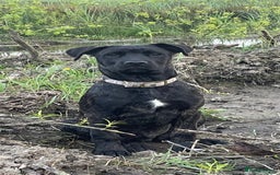 Mixed Breed dogs for sale: Belgian Malinois / Turkish Kangal / Cane Corso - Image 6