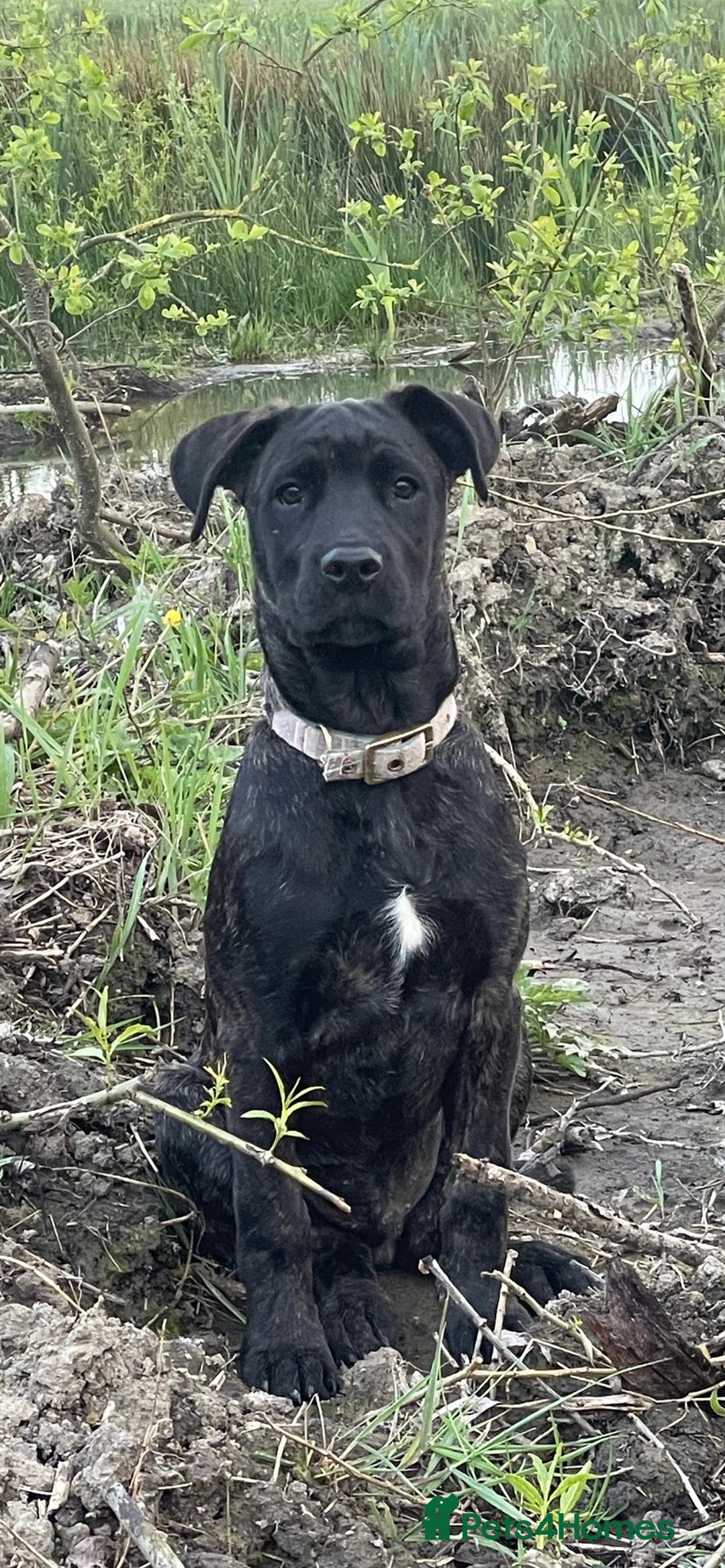 Mixed Breed dogs for sale: Belgian Malinois / Turkish Kangal / Cane Corso - Image 6