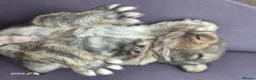 French Lop rabbits for sale: 10 beautiful show quality french lop kits  - Advert 31