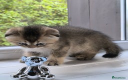 Scottish Fold cats for stud: Scottish straight gold male  - Image 12
