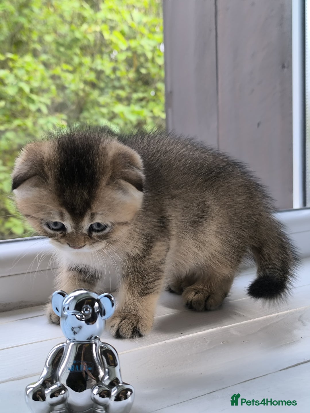 Scottish Fold cats for stud: Scottish straight gold male  - Image 12