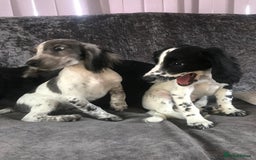 Cocker Spaniel dogs for sale: Cocker Spaniel Puppies For Sale - Image 8