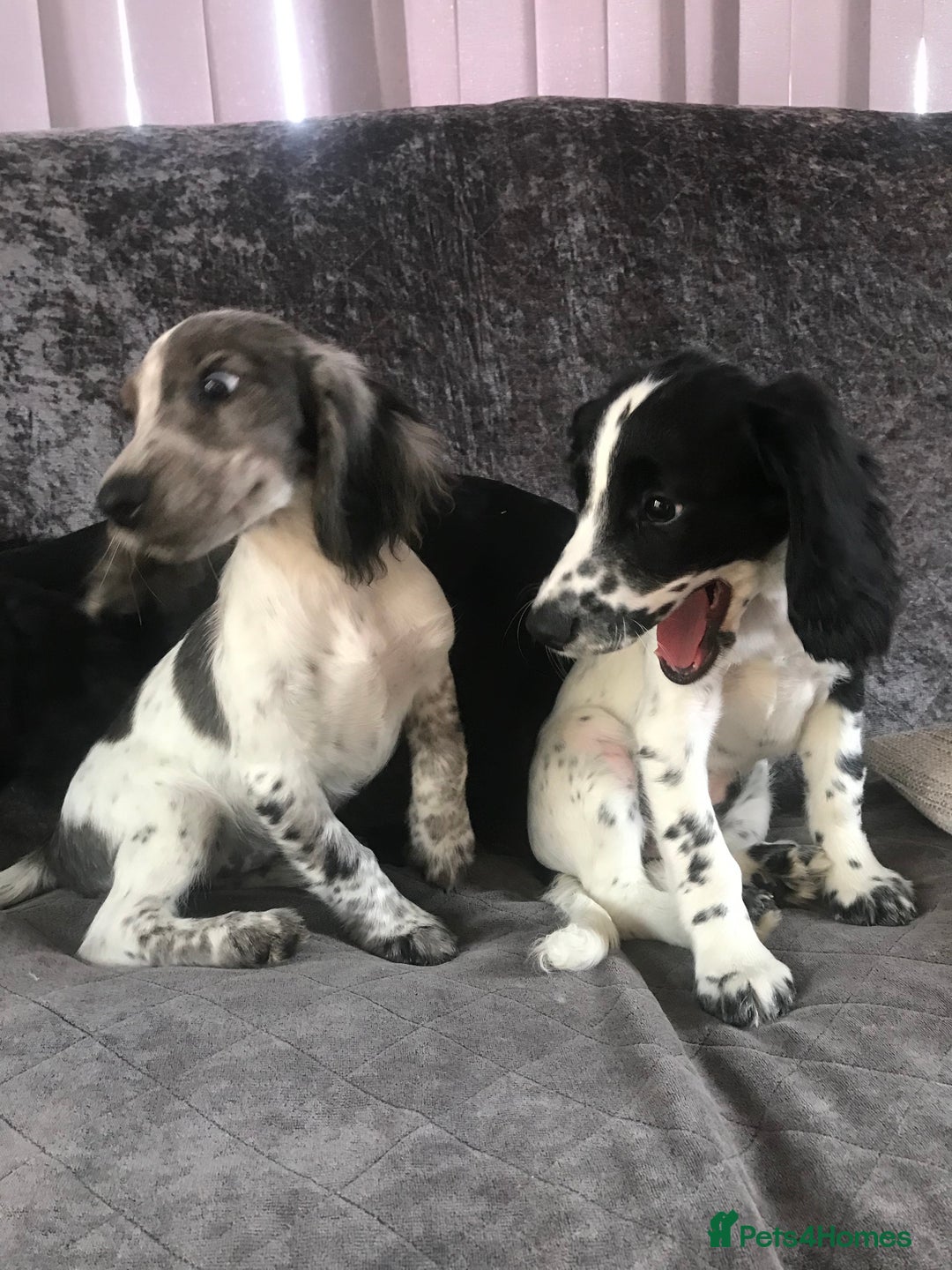 Cocker Spaniel dogs for sale: Cocker Spaniel Puppies For Sale - Image 8