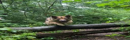 German Shepherd dogs for sale: ROCKFORCE LONG HAIRED WORKING LINE GSD  - Advert 3
