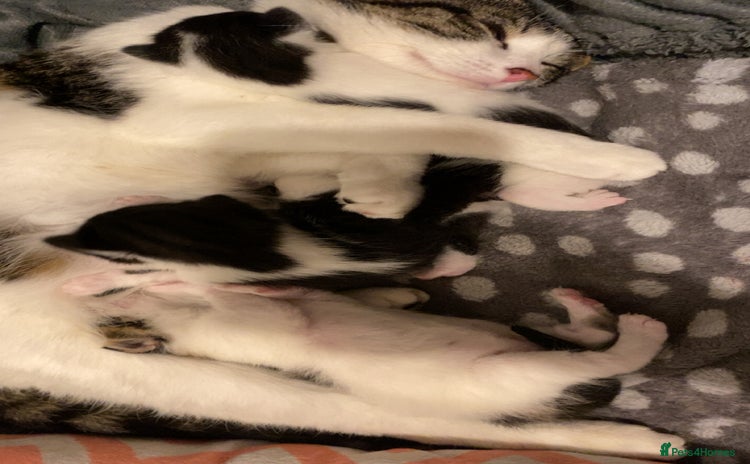 Mixed Breed cats - Advert 2