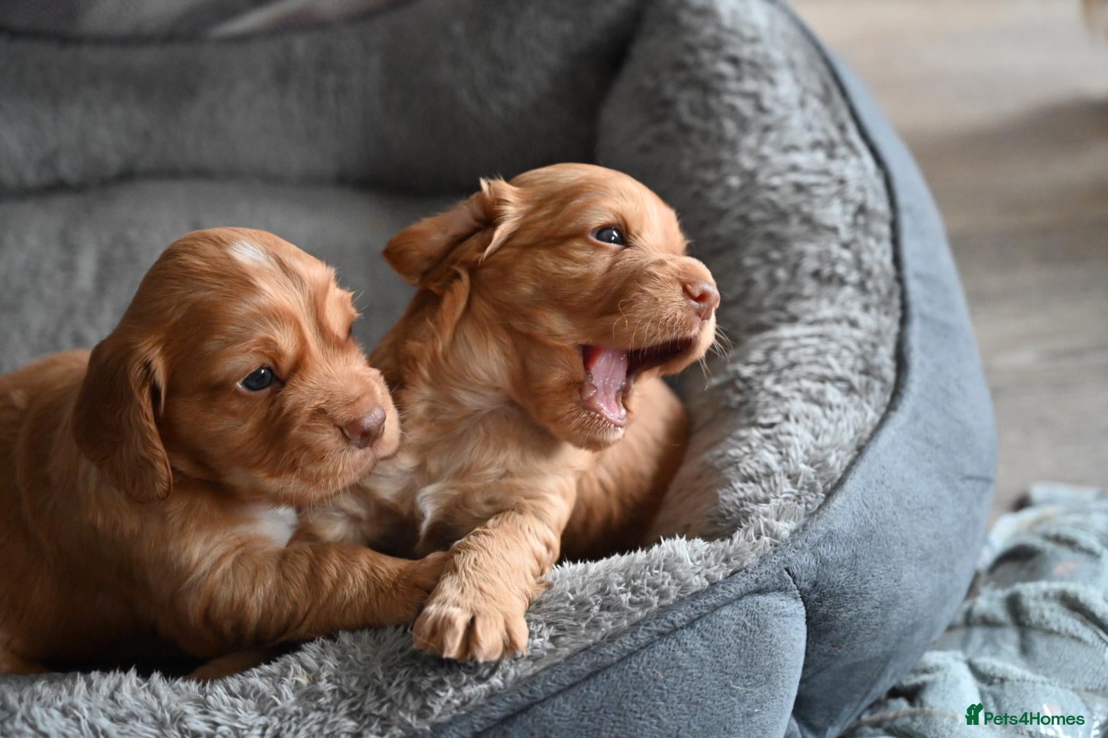 Cocker Spaniel dogs Golden cocker spaniel puppies - Advert 1