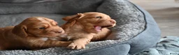 Cocker Spaniel dogs for sale: Golden cocker spaniel puppies - Advert 1