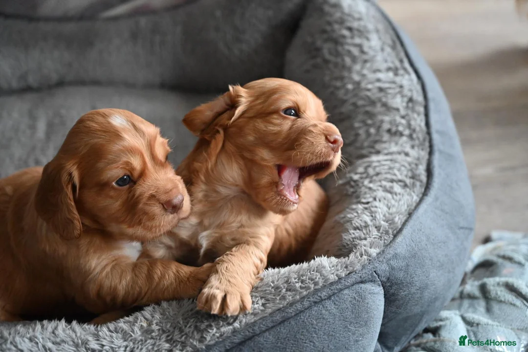 Cocker Spaniel dogs for sale: Golden cocker spaniel puppies - Advert 1