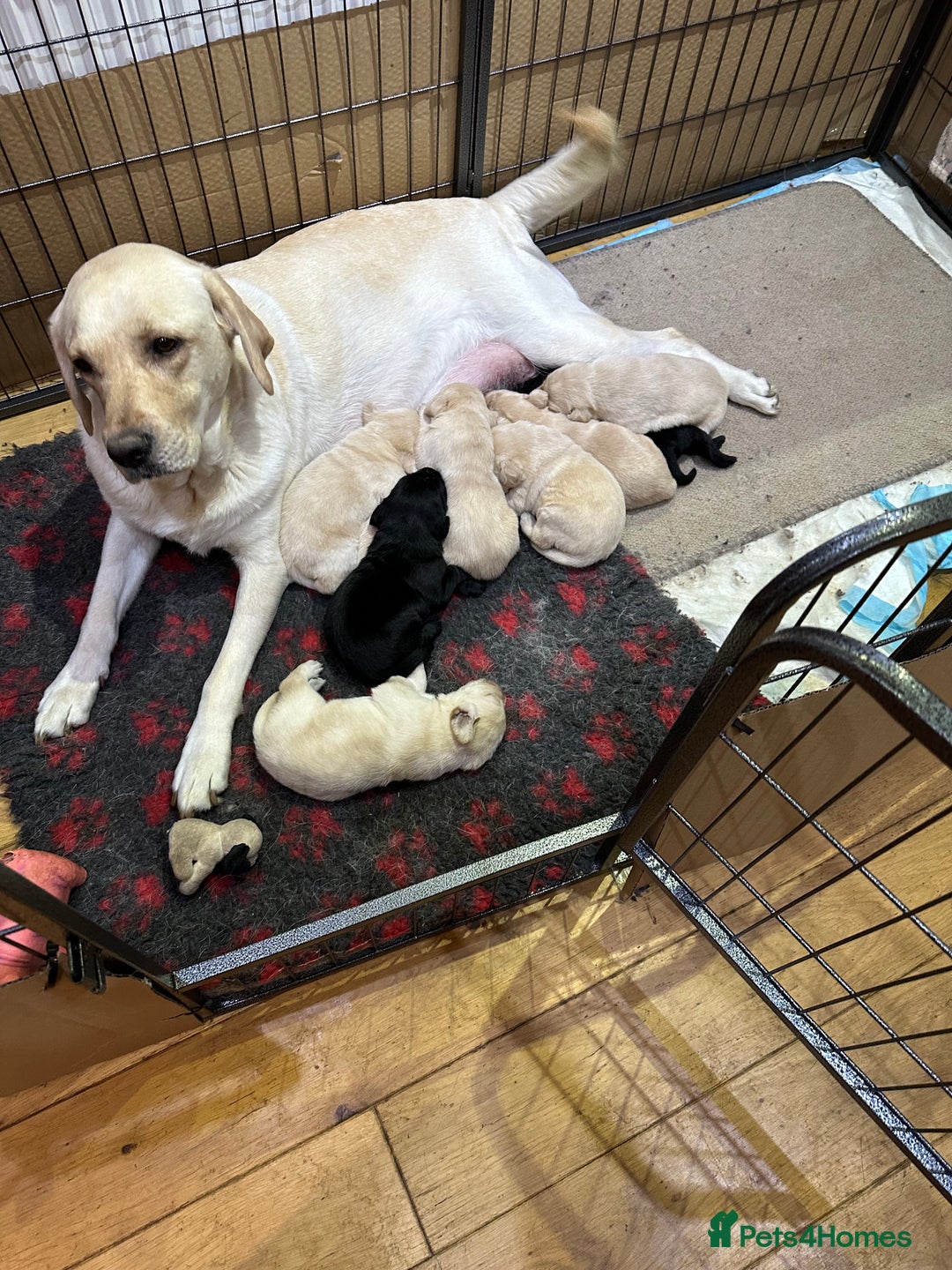 Labrador Retriever dogs for sale: Labrador puppies - Image 5