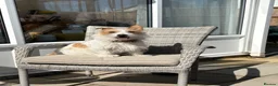 Jack Russell dogs for sale: Benji in Maidstone - Advert 10