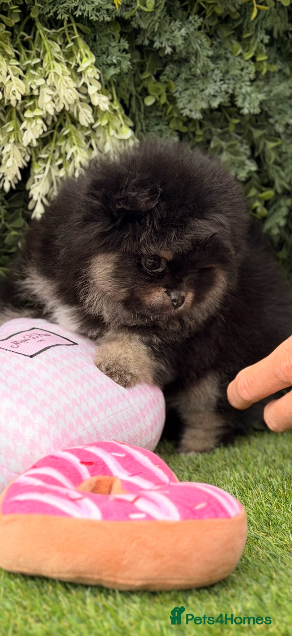Pomeranian dogs Adorable Black & Tan Pomeranian Puppies for Sale - Advert 13