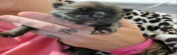 Pomeranian dogs for sale: Beautiful pomeranian pups just born!! - Advert 20