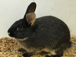 Lionhead rabbits Velvet rabbit babies - Advert 17