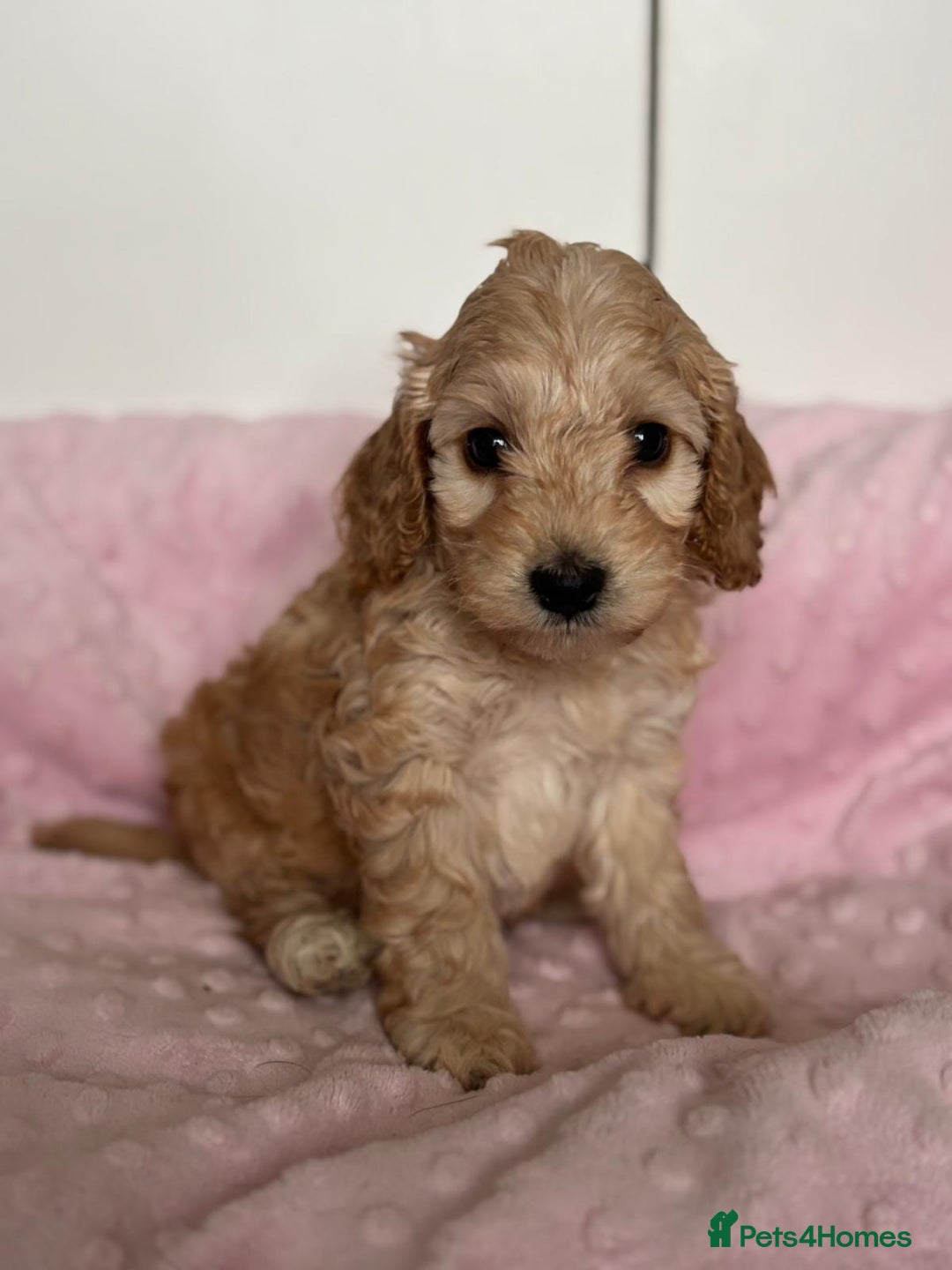 Mixed Breed dogs for sale: Stunning Cockapoo / Doodle  Puppies - Advert 15
