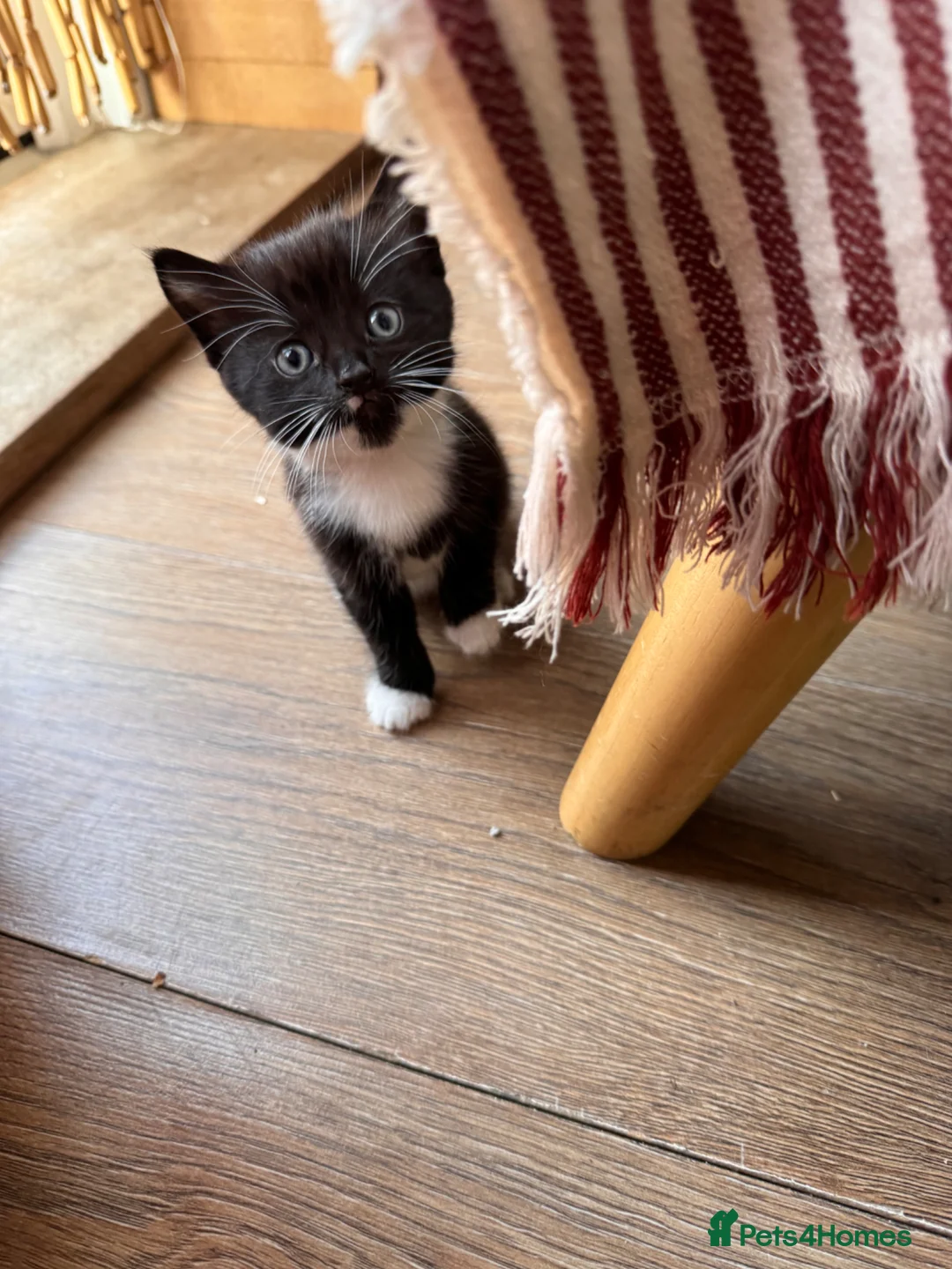 Mixed Breed cats for sale: Gorgeous Tuxedo Kittens looking for a new home  - Advert 1