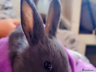 Alaska rabbits Alaskan rabbits - Advert 1