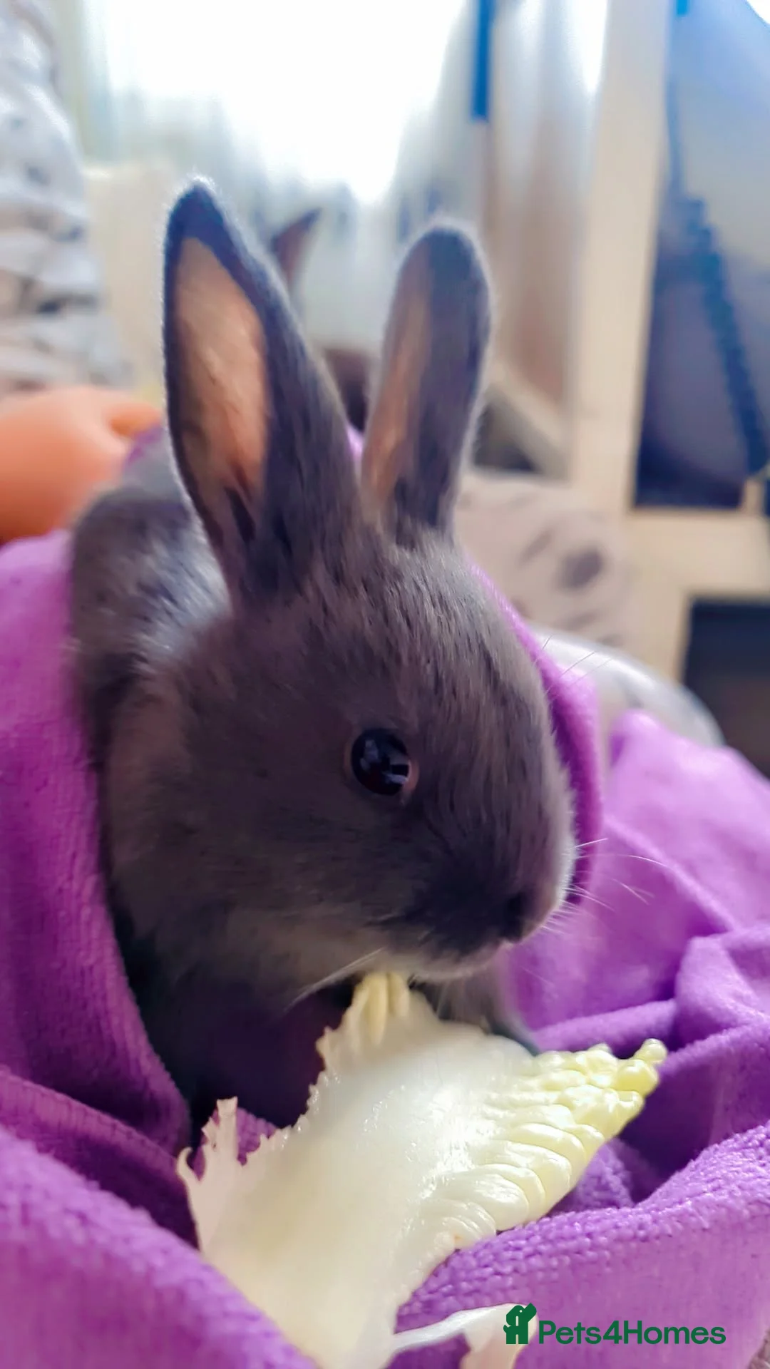 Alaska rabbits for sale: Alaskan rabbits - Advert 1