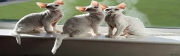Devon Rex cats for sale: White Female Kitten Available 🤍 - Advert 4