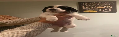 Cocker Spaniel 5