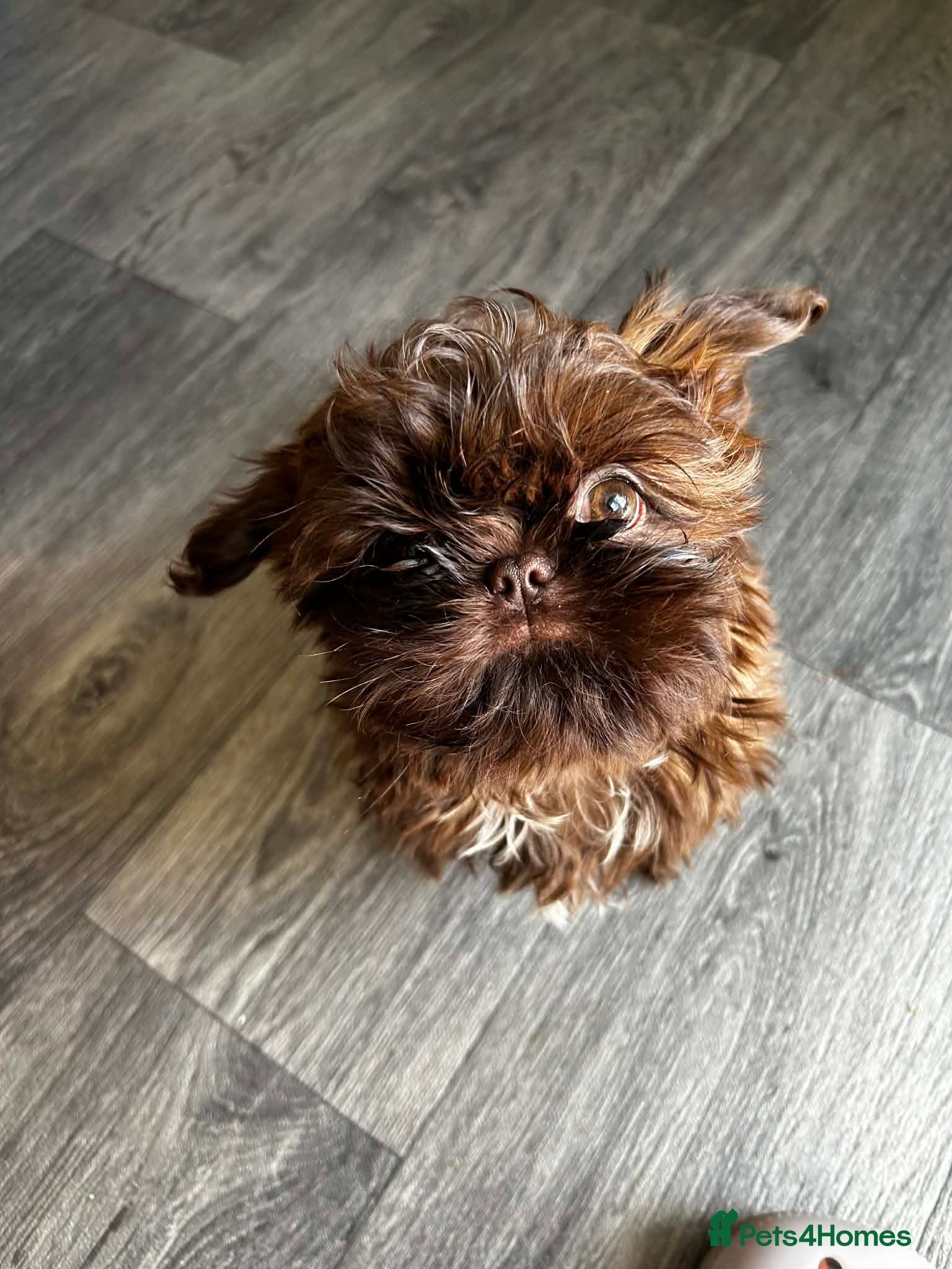 Shih Tzu dogs Only one KC imperial boy left !  - Advert 8